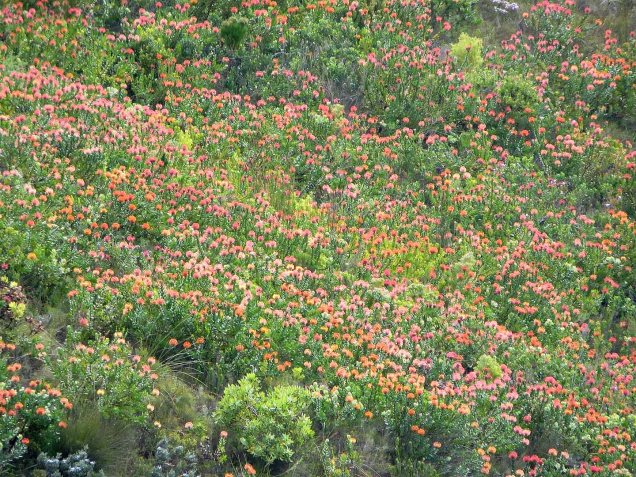 A hillslope of Leucospermum patersonii